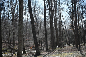 Jackson Falls